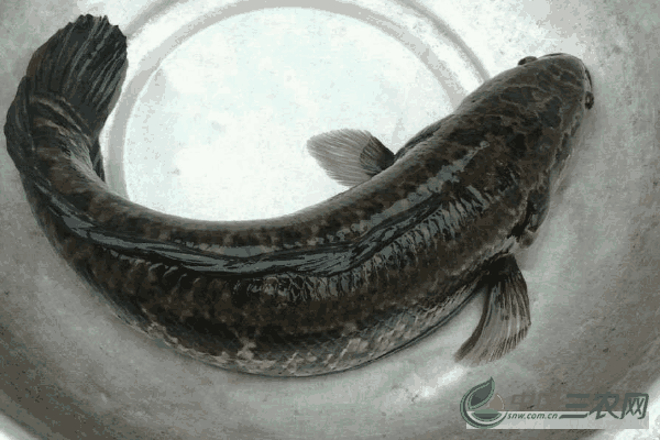 池塘养殖黑鱼的管理技术